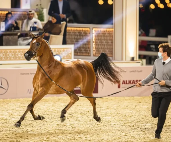 Arabian Horse Racing (4 Hrs)