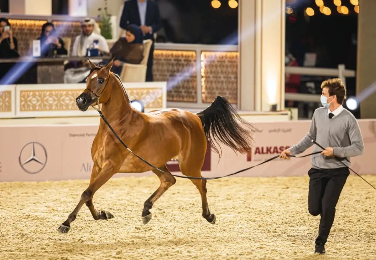 Arabian Horse Racing (4 Hrs)